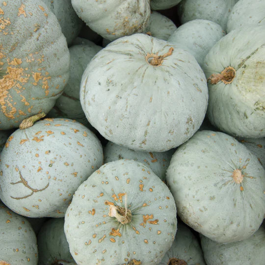 Squash Blue Hubbard Seed MIgardener