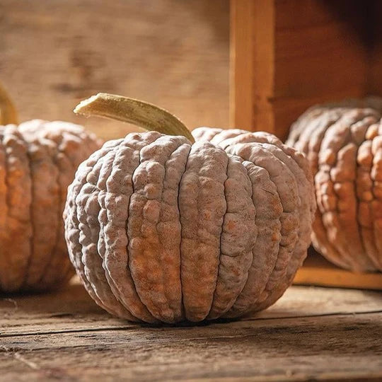 Squash Black Futsu MIgardener Seed