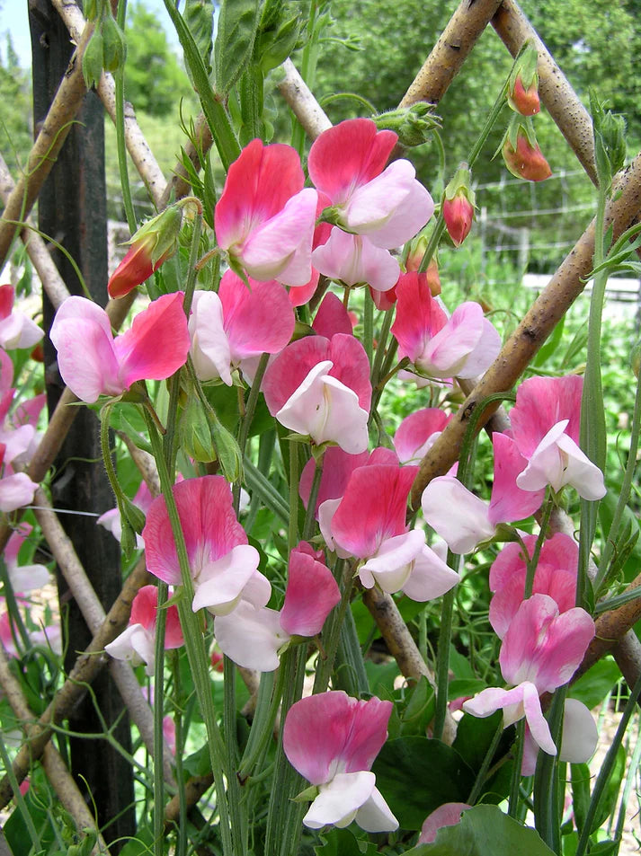 Sweet Pea Heirloom Painted Lady