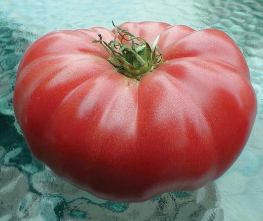 Tomato Watermelon Beefsteak MIgardener Seed