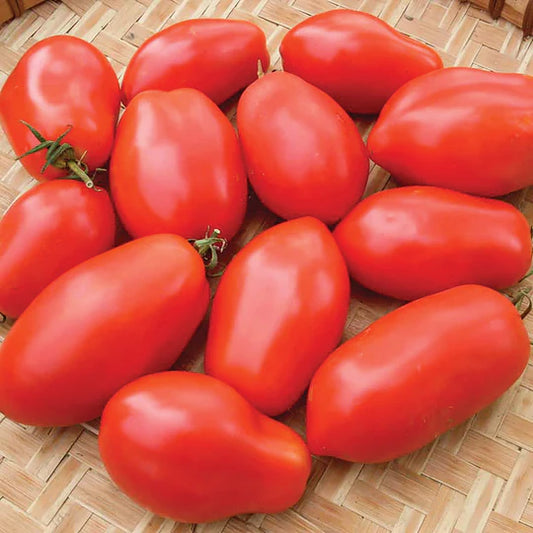Tomato Napoli MIgardener Seed