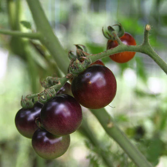 Tomato Blueberry MIgardener Seed