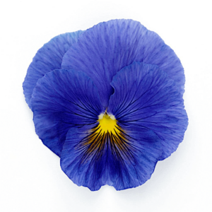 Pansy True Blue OSC Seed