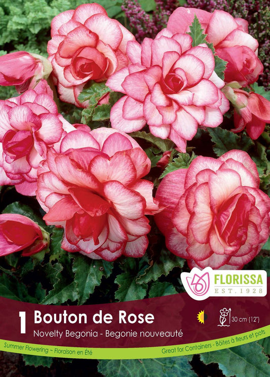 Begonia Tuber Super Novelty Bouton de Rose