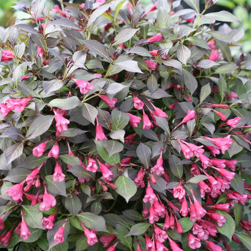 Weigela Midnight Sun 2G
