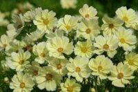 Cosmos Xanthos OSC Seed