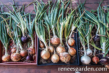 Onion Rainbow Trio Long-Keeping