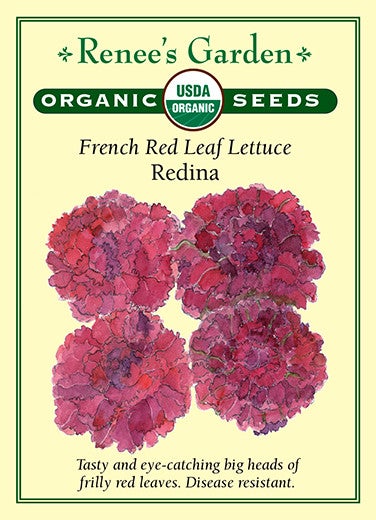 Lettuce French Red Leaf Redina