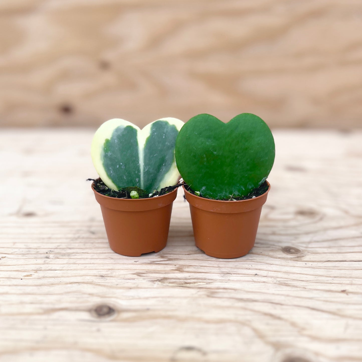 Heart Hoya Variegated 2" Pot