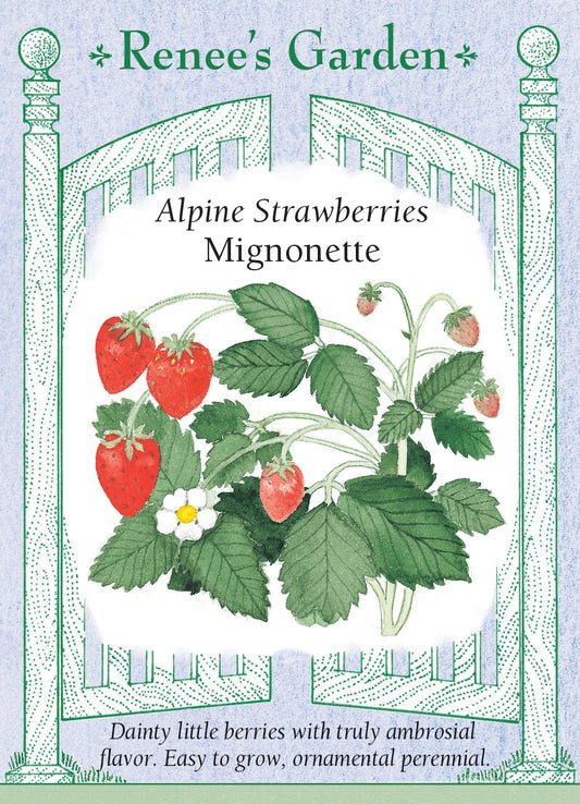 Strawberries Alpine Mignonette