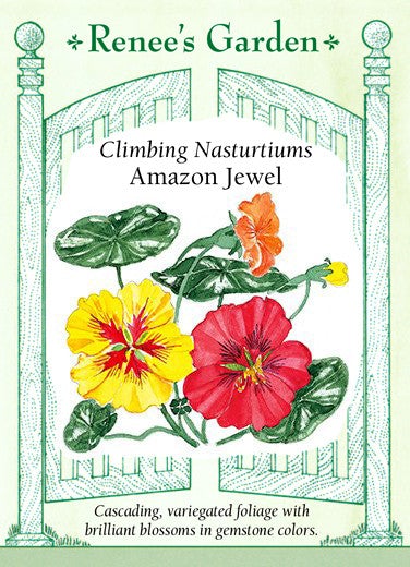 Nasturtium Climbing Amazon Jewel