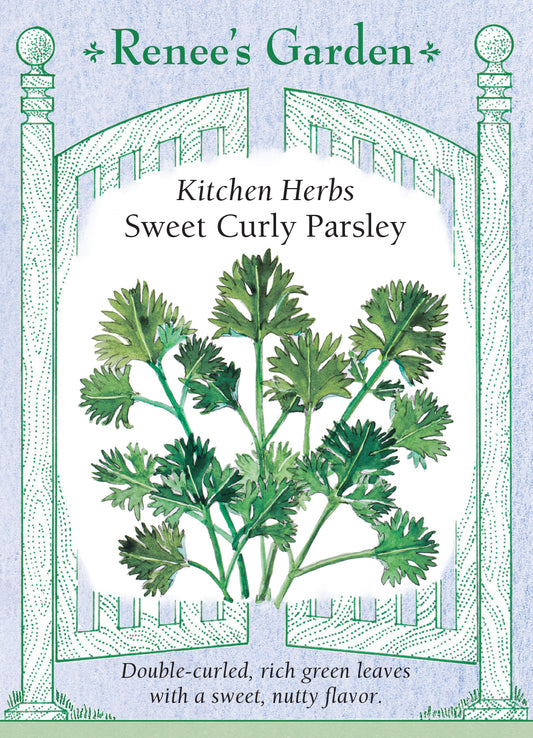 Parsley Sweet Curly