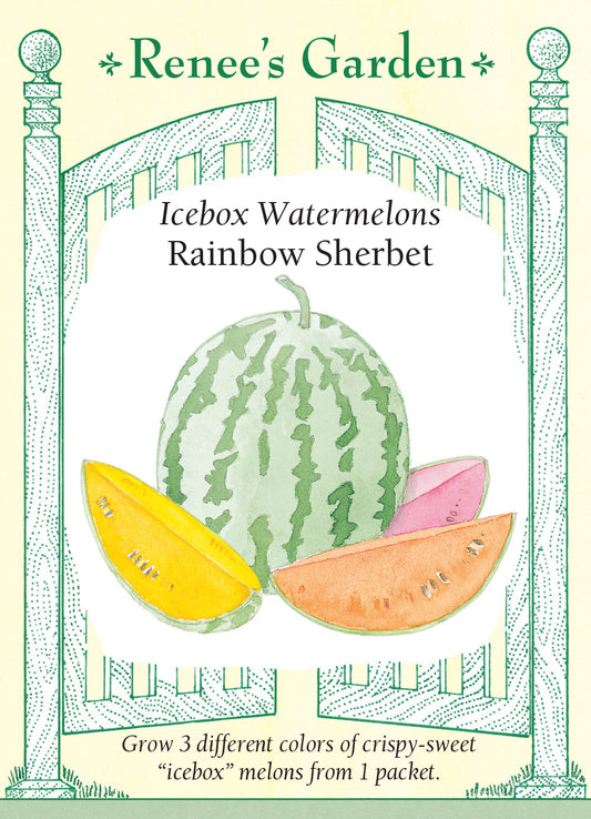 Watermelon Early Trio Rainbow Sherbet