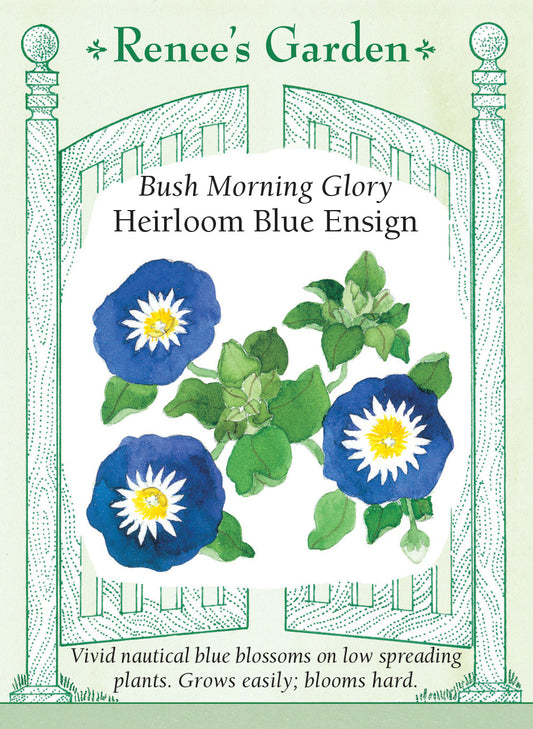 Morning Glory Bush Blue Ensign