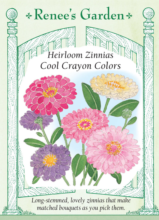 Zinnia Heirloom Cool Crayon Colour