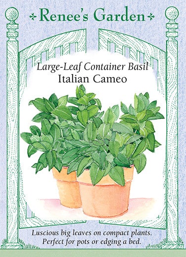 Basil Container Italian Cameo Garden Girl Regina