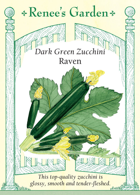 Squash Dark Green Zucchini