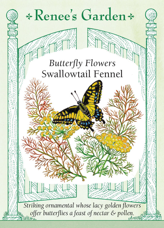 Fennel Super Pollinator/Butterfly