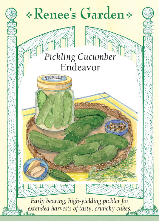 Cucumber Pickling Endeavor