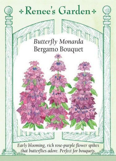 Monarda Butterfly Bergamo Bouquet