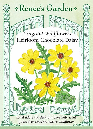 Daisy Chocolate Fragrant