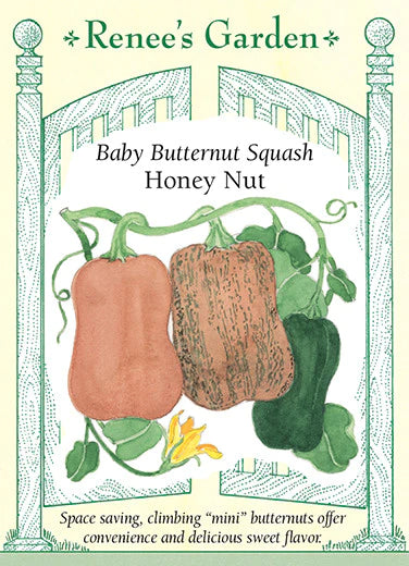 Squash Winter Baby Honey Nut