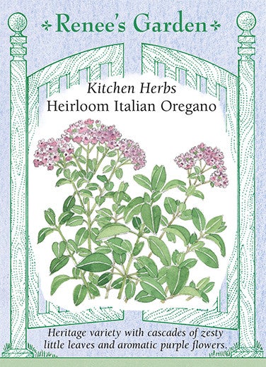 Oregano Italian Purple Blossom Heirloom