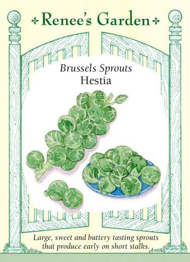 Brussels Sprouts Heista