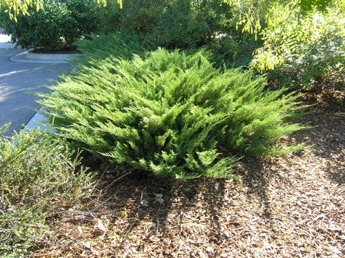 Juniper Skandia 2G