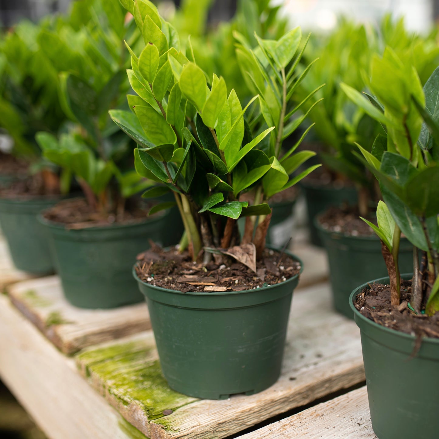 Zamia Palm ZZ 6" pot