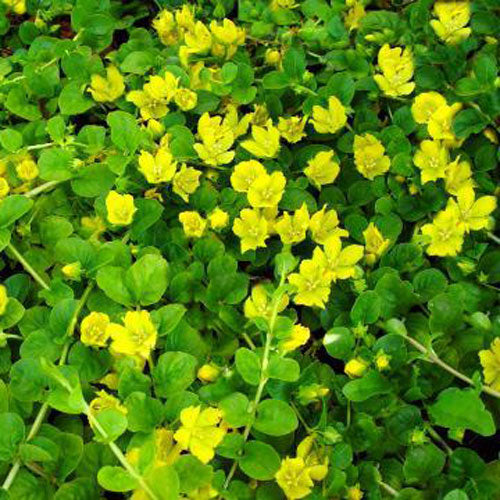 Creeping Jenny Green 1G