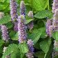 Hyssop Rootbeer Scented