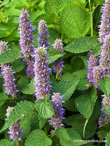 Hyssop Rootbeer Scented