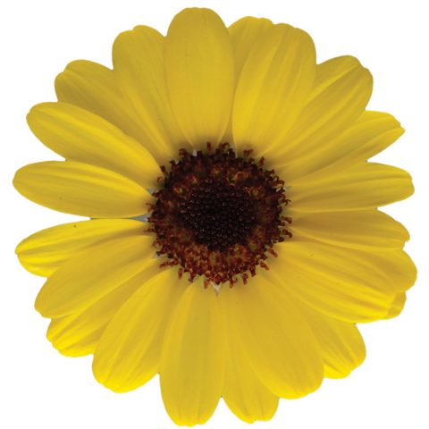 Grandaisy Yellow Butterfly Argyranthemum