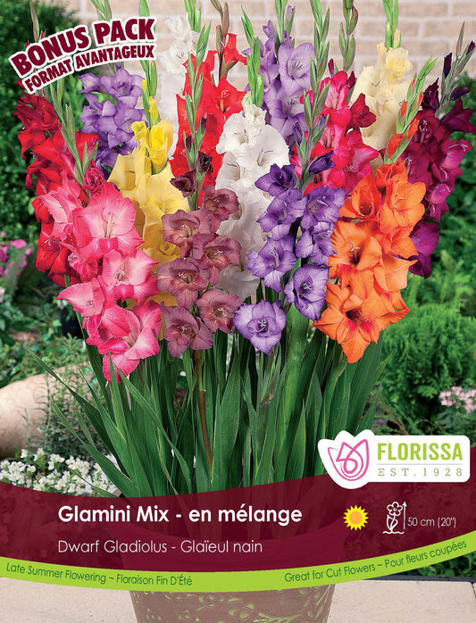 Gladiolus Glamini Mix Bonus Pack