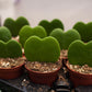 Heart Hoya 2" Pot