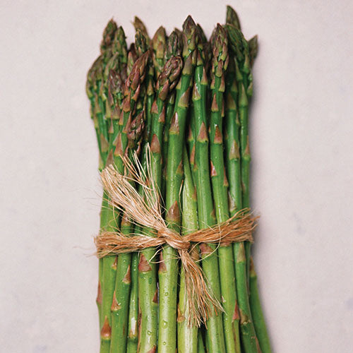 Asparagus Millenium 1 Gallon