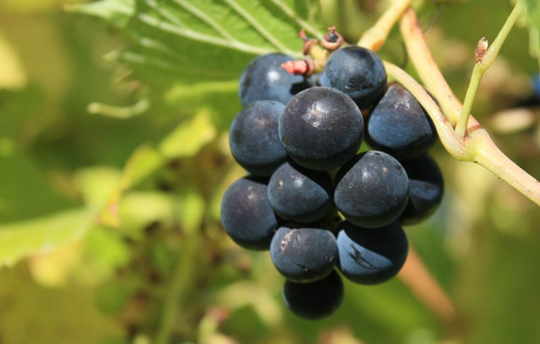 Vitis Beta Grape Vine 1G