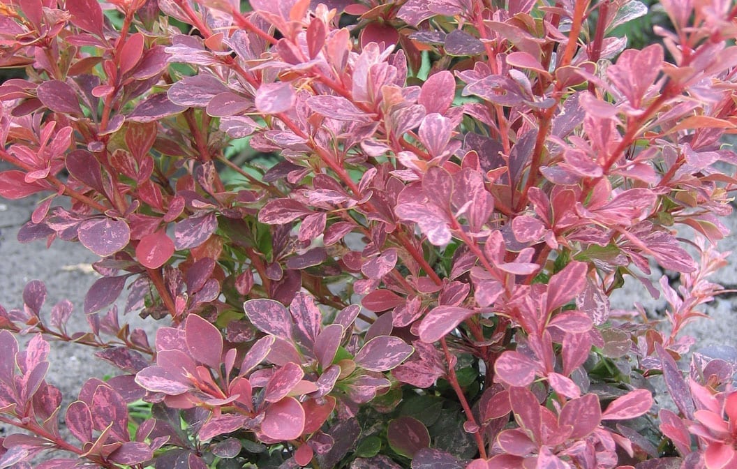 Barberry Rose Glow 2G
