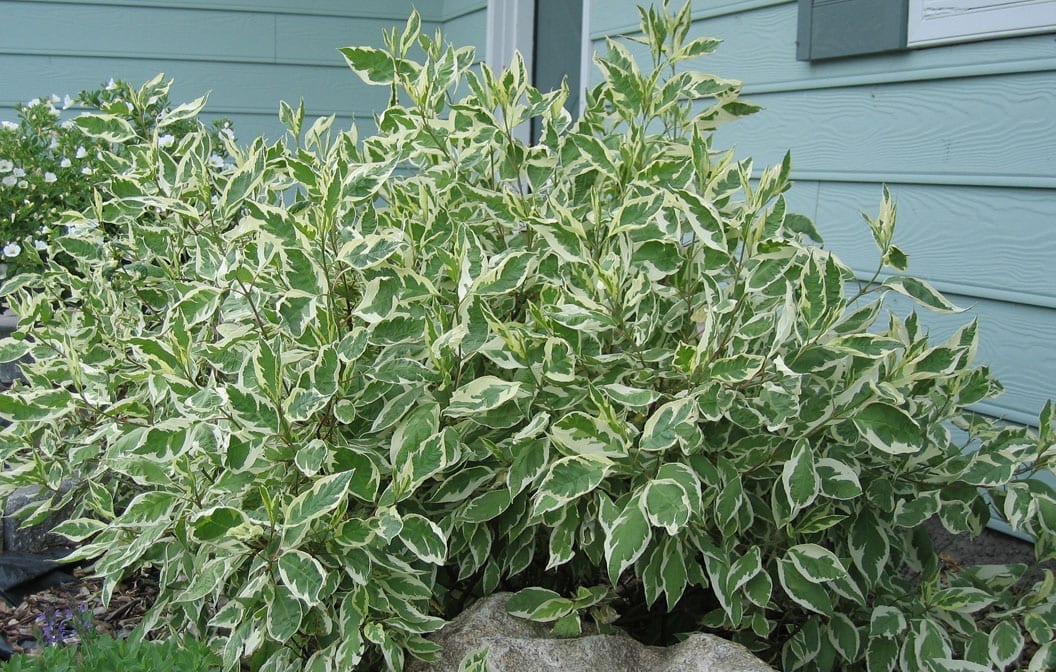 Dogwood Ivory Halo 2G