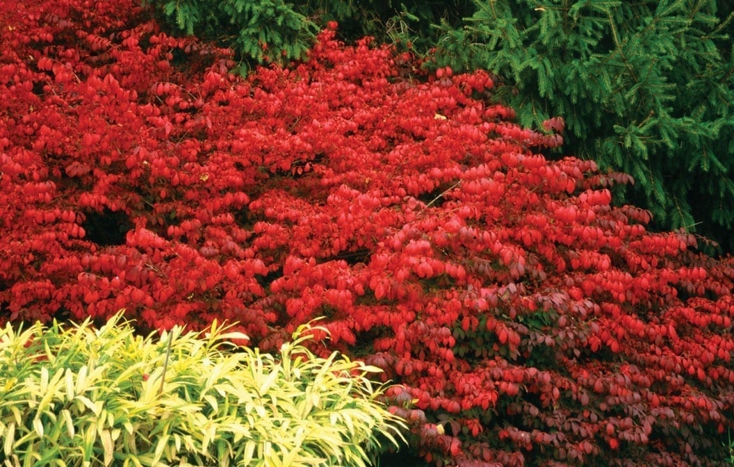 Burning Bush Fireball 5G