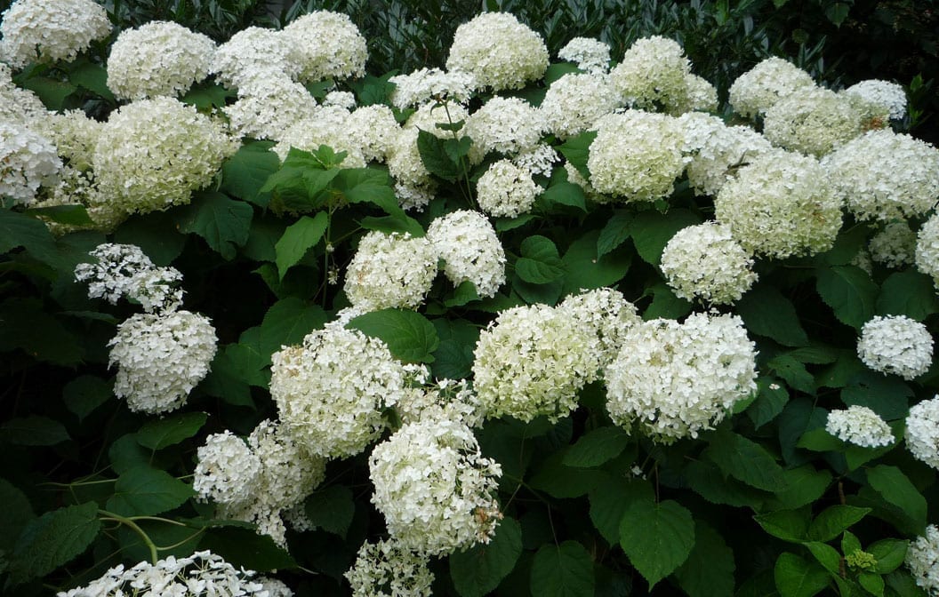 Hydrangea Annabelle 2G