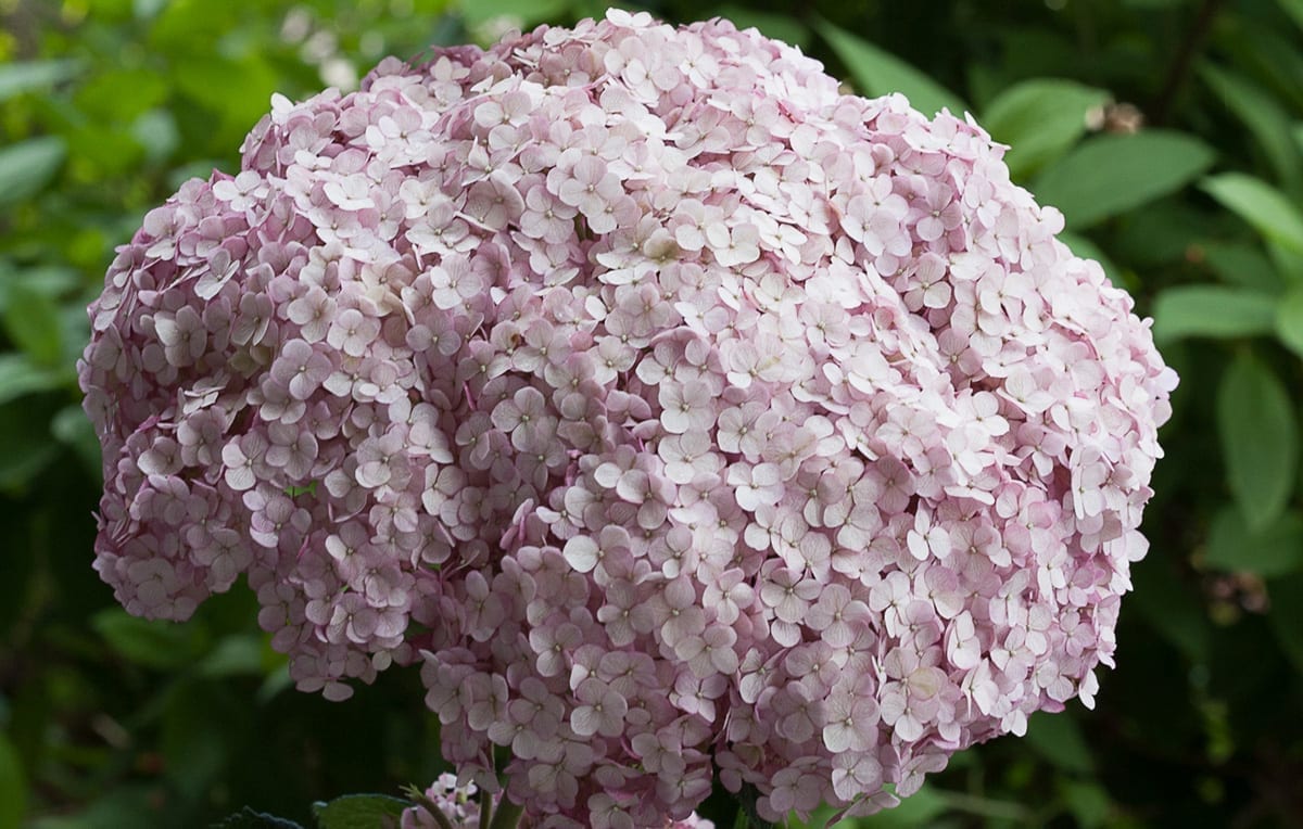 Hydrangea Incrediball Storm Proof 2G