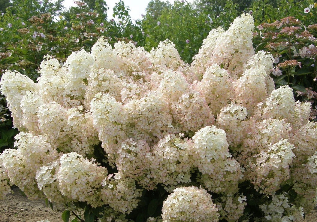 Hydrangea Bobo 2G
