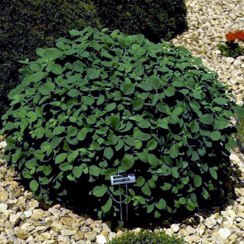 Honeysuckle Mini Globe