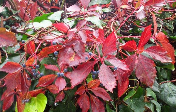 Virginia Creeper 1G