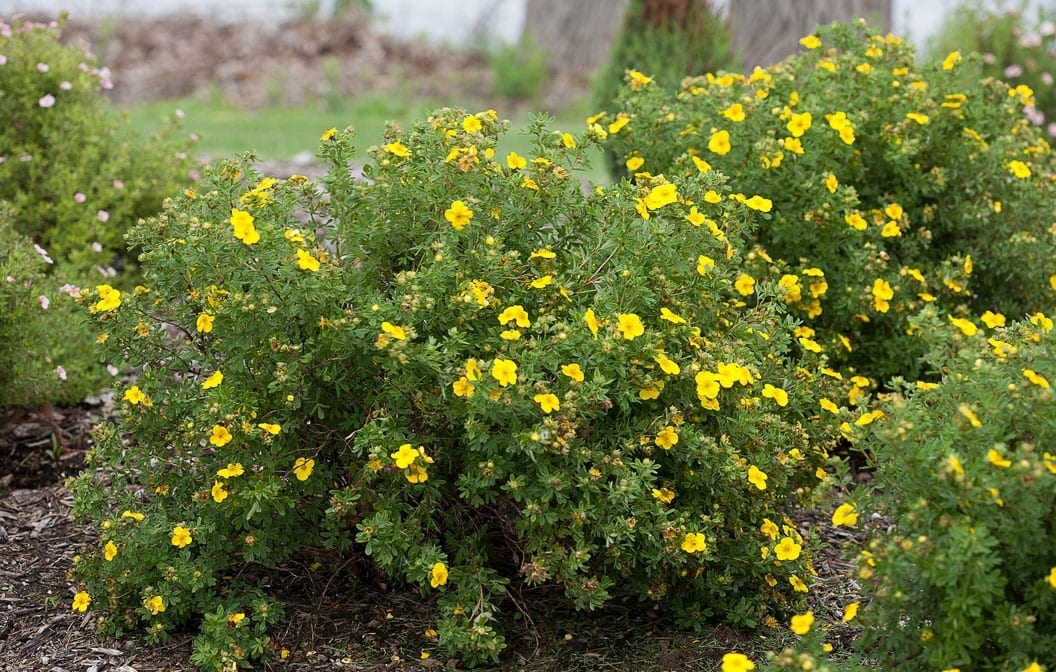 Potentilla Happy Faces Yellow 5G