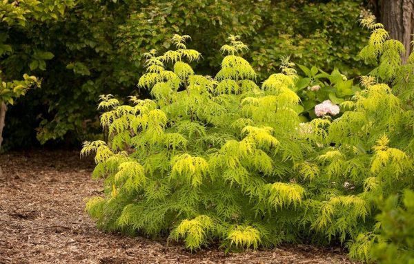 Elder Lemony Lace 2G