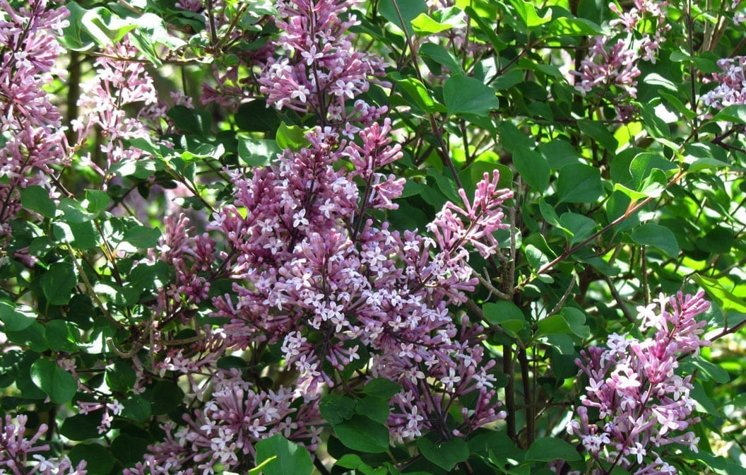 Lilac Dwarf Korean