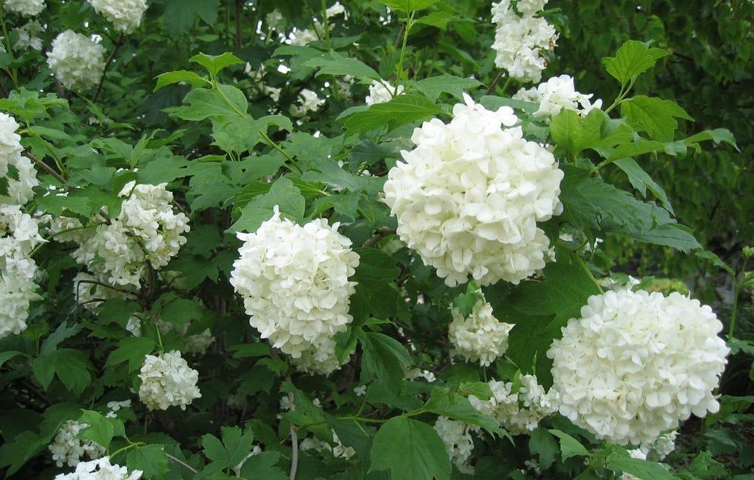 Viburnum 'Sterile' Snowball 2G